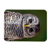 最も可愛い赤ん坊の動物 |タウニーフクロウ マグネット (横)