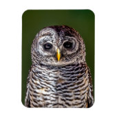 最も可愛い赤ん坊の動物 |タウニーフクロウ マグネット (縦)