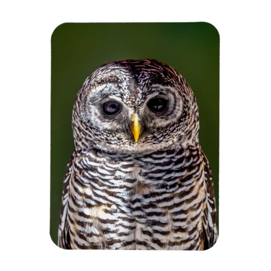 最も可愛い赤ん坊の動物 |タウニーフクロウ マグネット (縦)