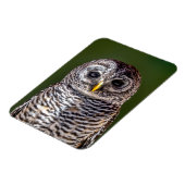 最も可愛い赤ん坊の動物 |タウニーフクロウ マグネット (左側)