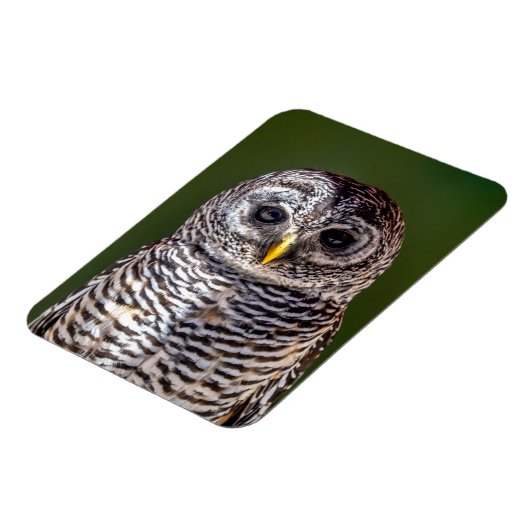 最も可愛い赤ん坊の動物 |タウニーフクロウ マグネット (左側)