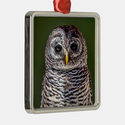 最も可愛い赤ん坊の動物 |タウニーフクロウ メタルオーナメント (右)