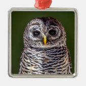 最も可愛い赤ん坊の動物 |タウニーフクロウ メタルオーナメント (正面)