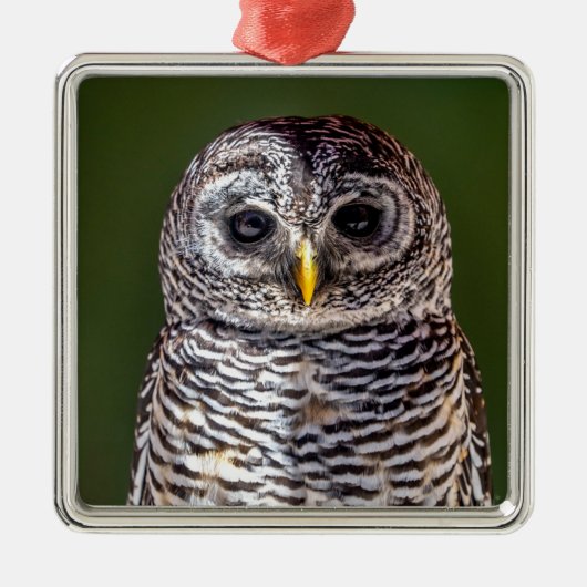 最も可愛い赤ん坊の動物 |タウニーフクロウ メタルオーナメント (正面)