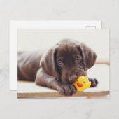 最も可愛い赤ん坊の動物 |チョコレートラブラドール子犬 ポストカード (正面/裏面)