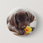 最も可愛い赤ん坊の動物 |チョコレートラブラドール子犬 缶バッジ (正面)