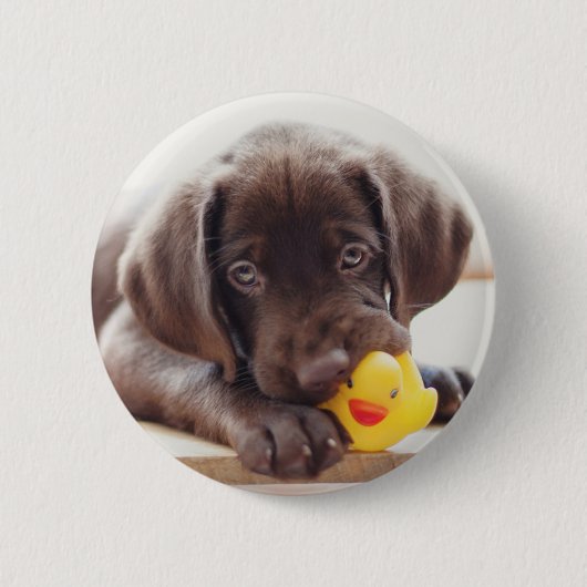 最も可愛い赤ん坊の動物 |チョコレートラブラドール子犬 缶バッジ (正面)