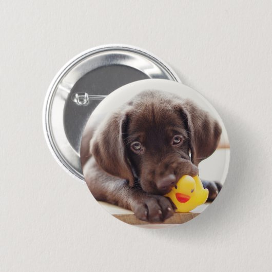 最も可愛い赤ん坊の動物 |チョコレートラブラドール子犬 缶バッジ (正面&裏面)