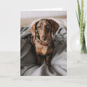 最も可愛い赤ん坊の動物 チョコレートDapple Dachshund カード