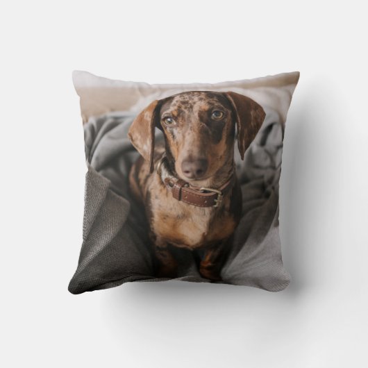 最も可愛い赤ん坊の動物 |チョコレートDapple Dachshund クッション (裏面)