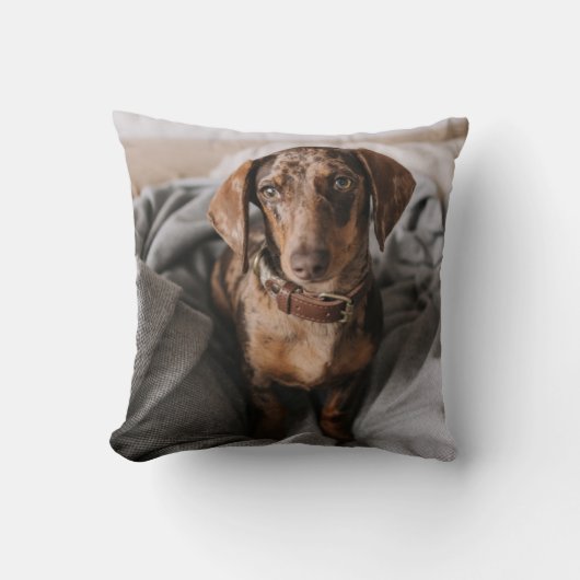 最も可愛い赤ん坊の動物 |チョコレートDapple Dachshund クッション (正面)