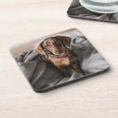 最も可愛い赤ん坊の動物 |チョコレートDapple Dachshund コースター (左側)