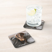 最も可愛い赤ん坊の動物 |チョコレートDapple Dachshund コースター (右側)