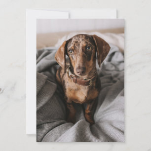 最も可愛い赤ん坊の動物 チョコレートDapple Dachshund サンキューカード