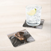 最も可愛い赤ん坊の動物 |チョコレートDapple Dachshund スクエアペーパーコースター (インサイチュ)