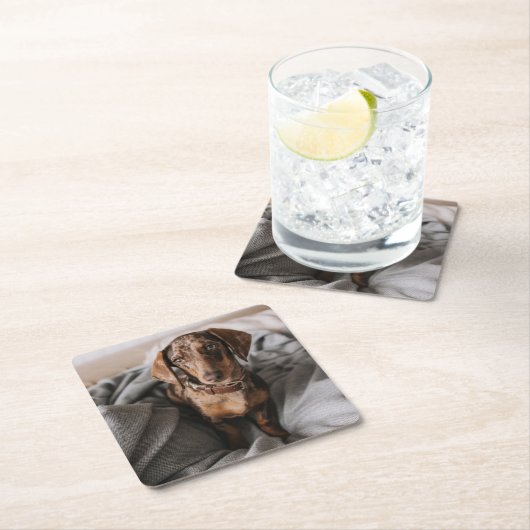 最も可愛い赤ん坊の動物 |チョコレートDapple Dachshund スクエアペーパーコースター (インサイチュ)