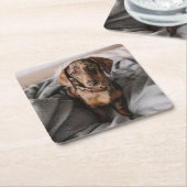 最も可愛い赤ん坊の動物 |チョコレートDapple Dachshund スクエアペーパーコースター (アングル)