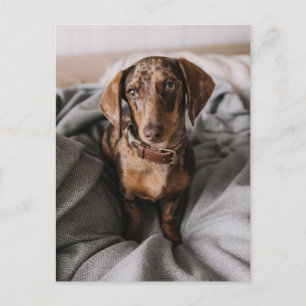 最も可愛い赤ん坊の動物 チョコレートDapple Dachshund ポストカード