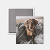 最も可愛い赤ん坊の動物 |チョコレートDapple Dachshund マグネット (正面/裏面)