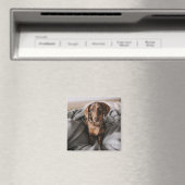 最も可愛い赤ん坊の動物 |チョコレートDapple Dachshund マグネット (インサイチュ (食洗機))