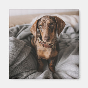 最も可愛い赤ん坊の動物 チョコレートDapple Dachshund マグネット