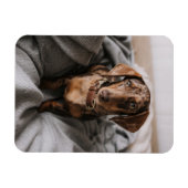 最も可愛い赤ん坊の動物 |チョコレートDapple Dachshund マグネット (横)