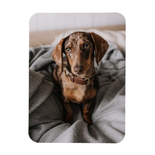 最も可愛い赤ん坊の動物 |チョコレートDapple Dachshund マグネット (縦)