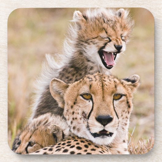 最も可愛い赤ん坊の動物 |チーター・キャット&カブ コースター (正面)