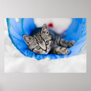 最も可愛い赤ん坊の動物  トンネル内の虎猫の遊子猫 ポスター