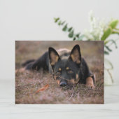 最も可愛い赤ん坊の動物 |ドイツの羊飼い サンキューカード (スタンド正面)