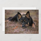 最も可愛い赤ん坊の動物 |ドイツの羊飼い サンキューカード (正面/裏面)