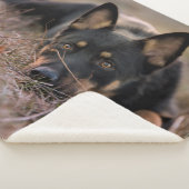 最も可愛い赤ん坊の動物 |ドイツの羊飼い シェルパブランケット (3/4)