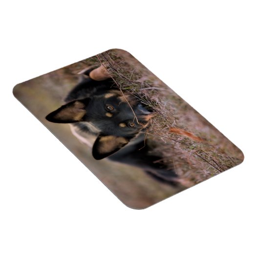 最も可愛い赤ん坊の動物 |ドイツの羊飼い マグネット (右側)