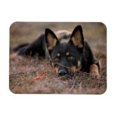 最も可愛い赤ん坊の動物 |ドイツの羊飼い マグネット (横)