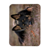 最も可愛い赤ん坊の動物 |ドイツの羊飼い マグネット (縦)