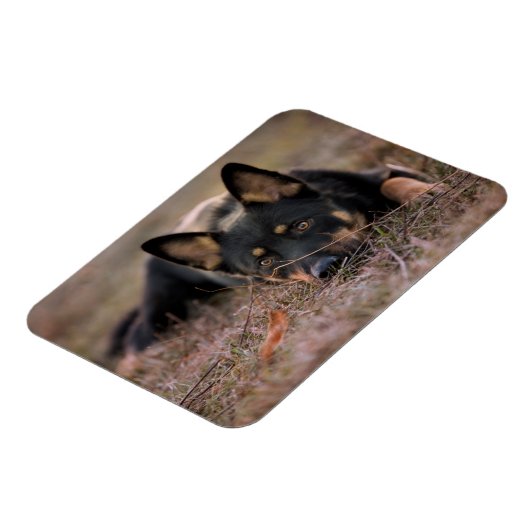 最も可愛い赤ん坊の動物 |ドイツの羊飼い マグネット (左側)