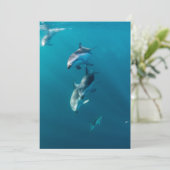 最も可愛い赤ん坊の動物 |ドルフィンファミリー サンキューカード (スタンド正面)