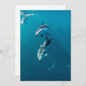 最も可愛い赤ん坊の動物 |ドルフィンファミリー サンキューカード (正面/裏面)