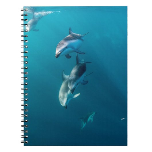 最も可愛い赤ん坊の動物 |ドルフィンファミリー ノートブック (正面)