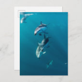 最も可愛い赤ん坊の動物 |ドルフィンファミリー ポストカード (正面/裏面)