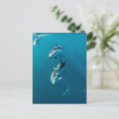 最も可愛い赤ん坊の動物 |ドルフィンファミリー ポストカード (スタンド正面)