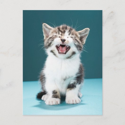 最も可愛い赤ん坊の動物 |ニャーグベビー子猫 ポストカード (正面)