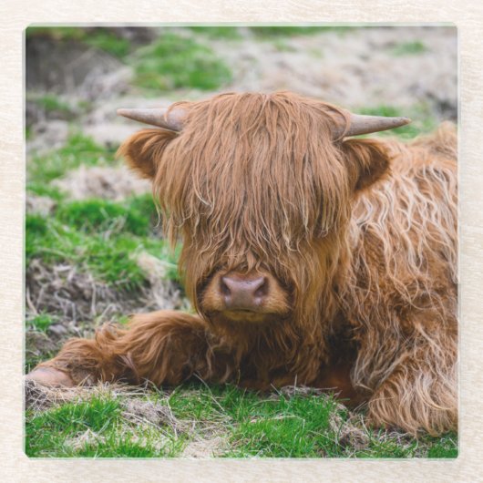 最も可愛い赤ん坊の動物 |ハイランドカウカーフ ガラスコースター (正面)