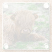 最も可愛い赤ん坊の動物 |ハイランドカウカーフ ガラスコースター (裏面)