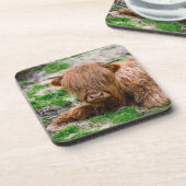 最も可愛い赤ん坊の動物 |ハイランドカウカーフ コースター (左側)