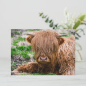最も可愛い赤ん坊の動物 |ハイランドカウカーフ サンキューカード (スタンド正面)