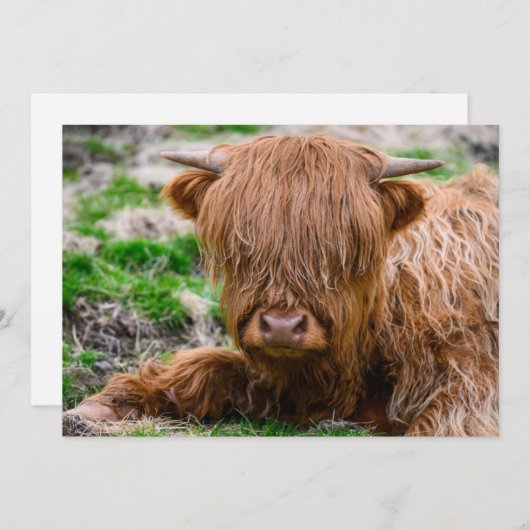 最も可愛い赤ん坊の動物 |ハイランドカウカーフ サンキューカード (正面/裏面)