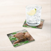 最も可愛い赤ん坊の動物 |ハイランドカウカーフ スクエアペーパーコースター (インサイチュ)