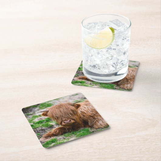 最も可愛い赤ん坊の動物 |ハイランドカウカーフ スクエアペーパーコースター (インサイチュ)