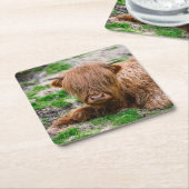 最も可愛い赤ん坊の動物 |ハイランドカウカーフ スクエアペーパーコースター (アングル)